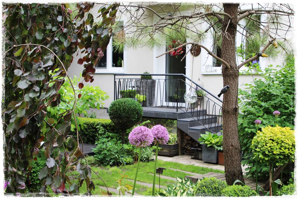 Czosnek ozdobny na rabacie 41 Czosnek ozdobny na rabacie 41