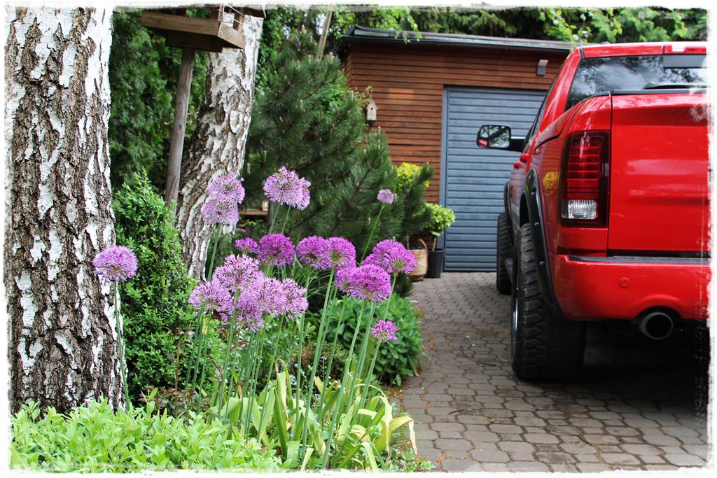 Czosnek ozdobny na rabacie 42 Czosnek ozdobny na rabacie 42