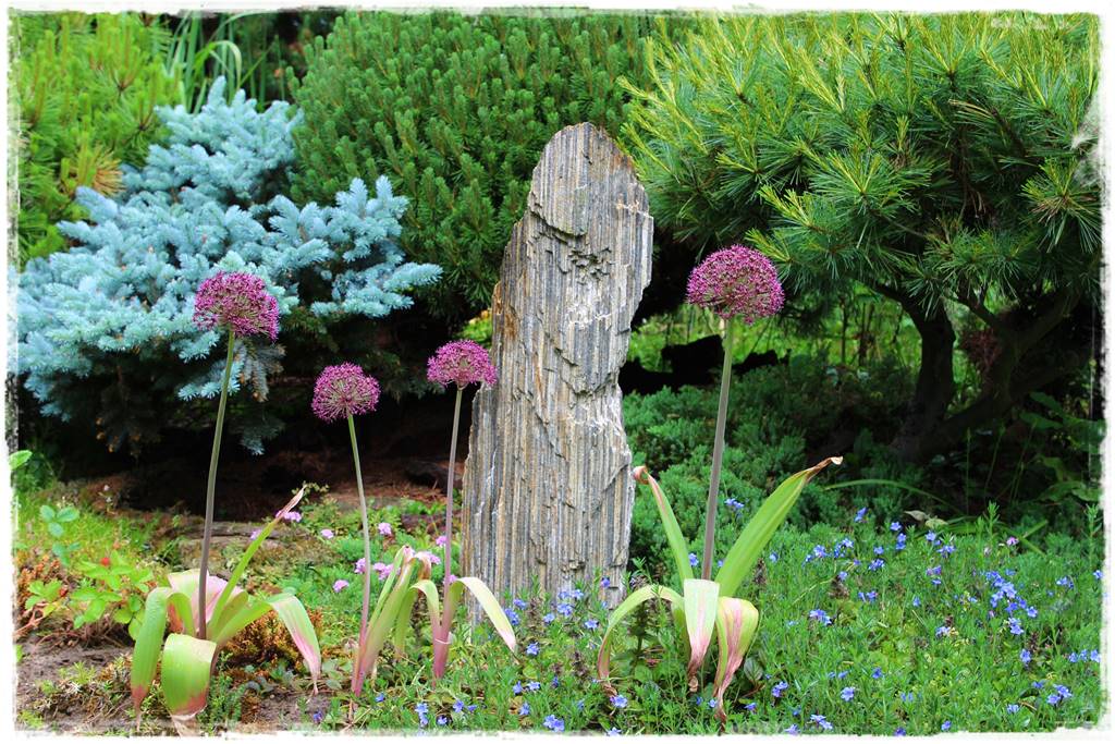 Czosnek ozdobny na rabacie 5