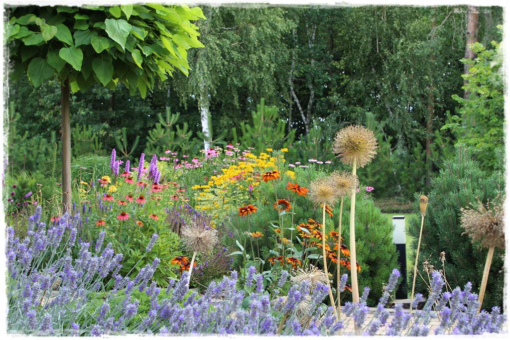 Czosnek ozdobny na rabacie 50 Czosnek ozdobny na rabacie 50