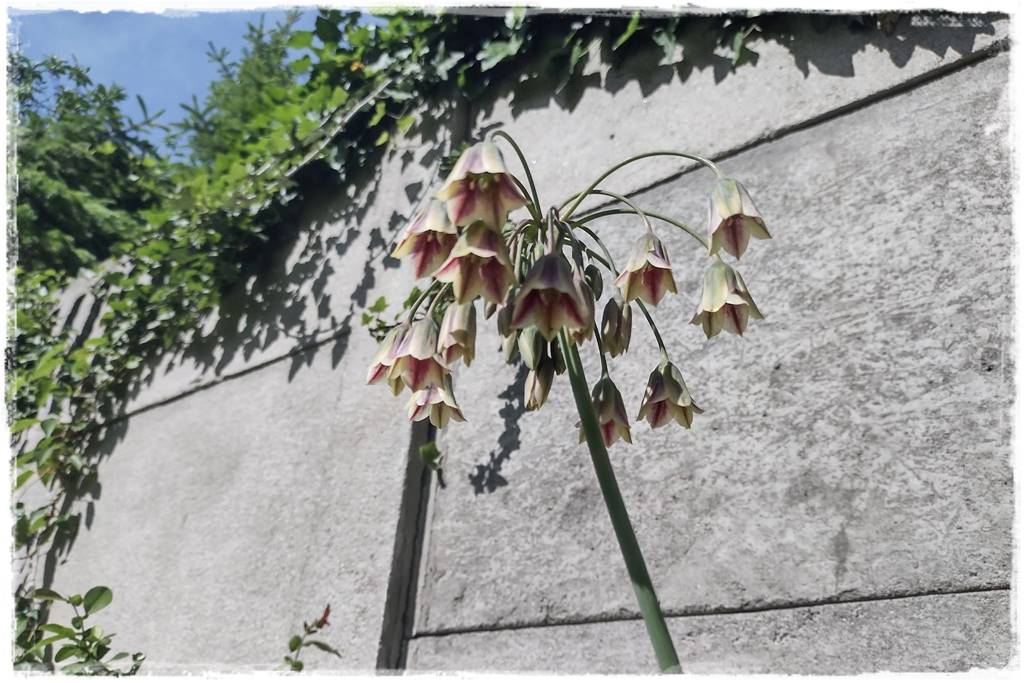 Czosnek ozdobny na rabacie 6