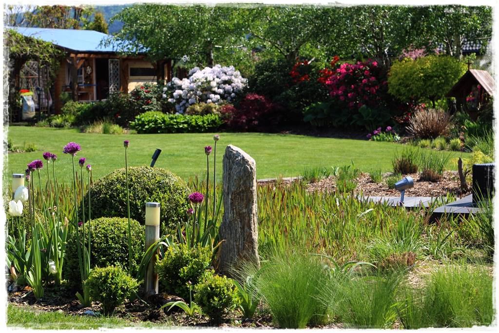 Czosnek ozdobny na rabacie 60 Czosnek ozdobny na rabacie 60