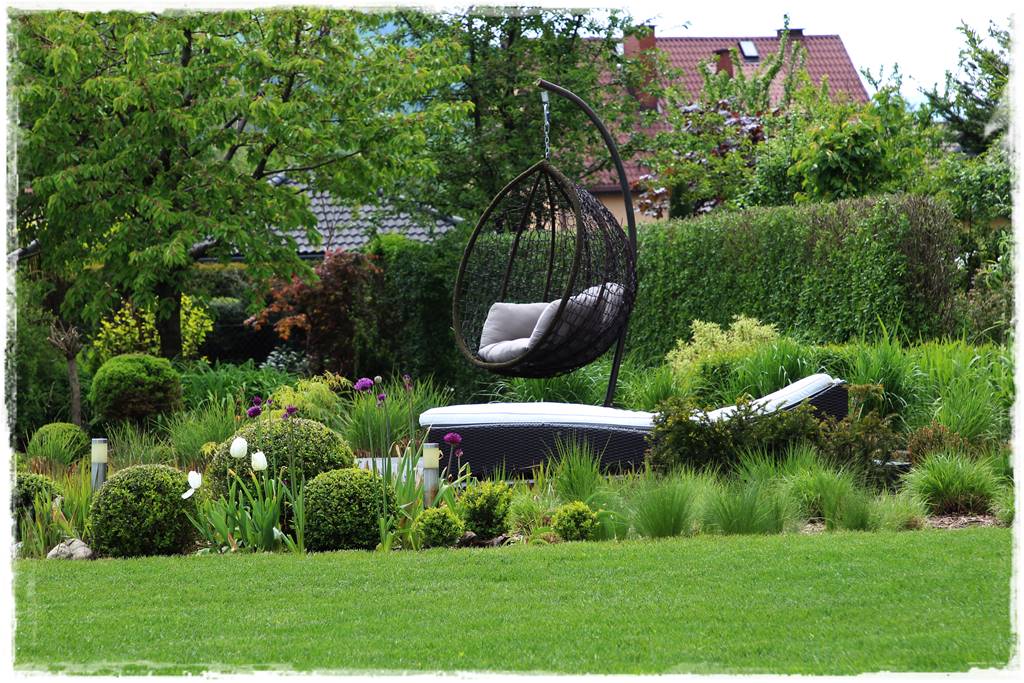 Czosnek ozdobny na rabacie 61 Czosnek ozdobny na rabacie 61