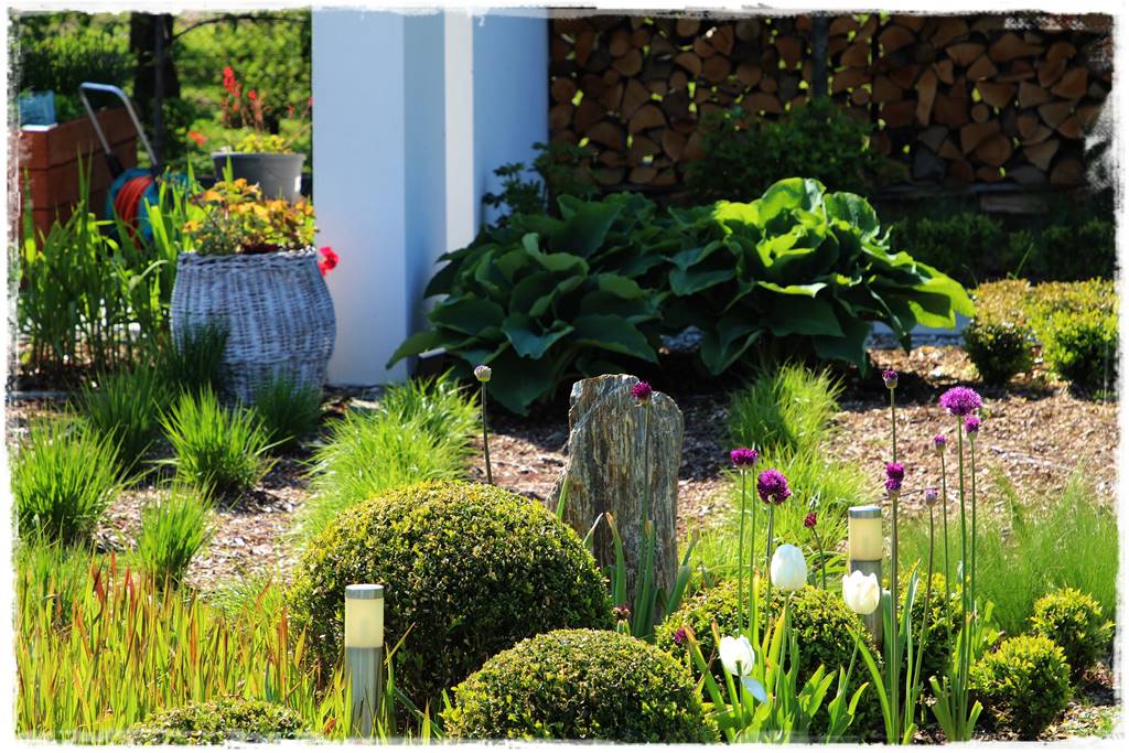 Czosnek ozdobny na rabacie 62 Czosnek ozdobny na rabacie 62