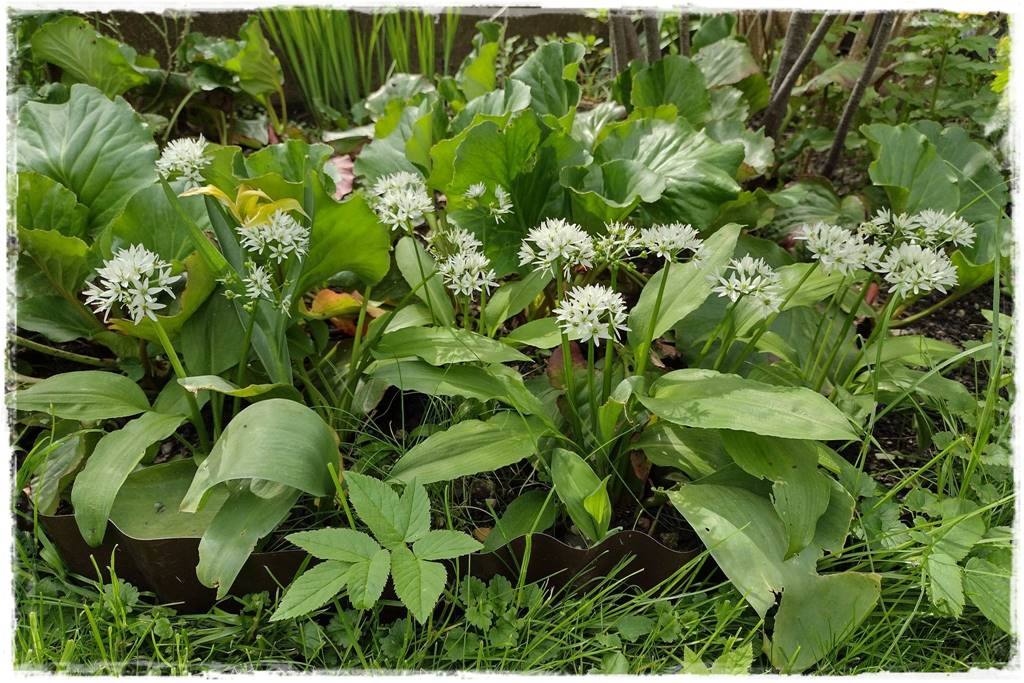 Czosnek ozdobny na rabacie 7