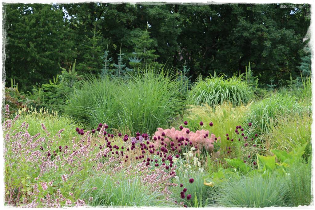 Czosnek ozdobny na rabacie 70 Czosnek ozdobny na rabacie 70