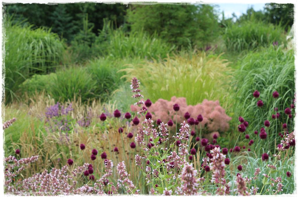 Czosnek ozdobny na rabacie 71 Czosnek ozdobny na rabacie 71