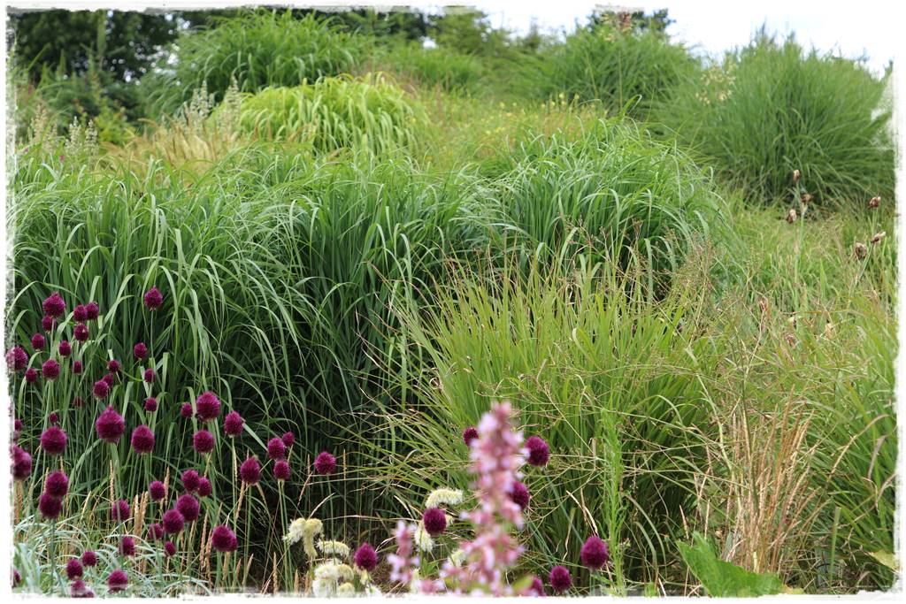 Czosnek ozdobny na rabacie 72 Czosnek ozdobny na rabacie 72