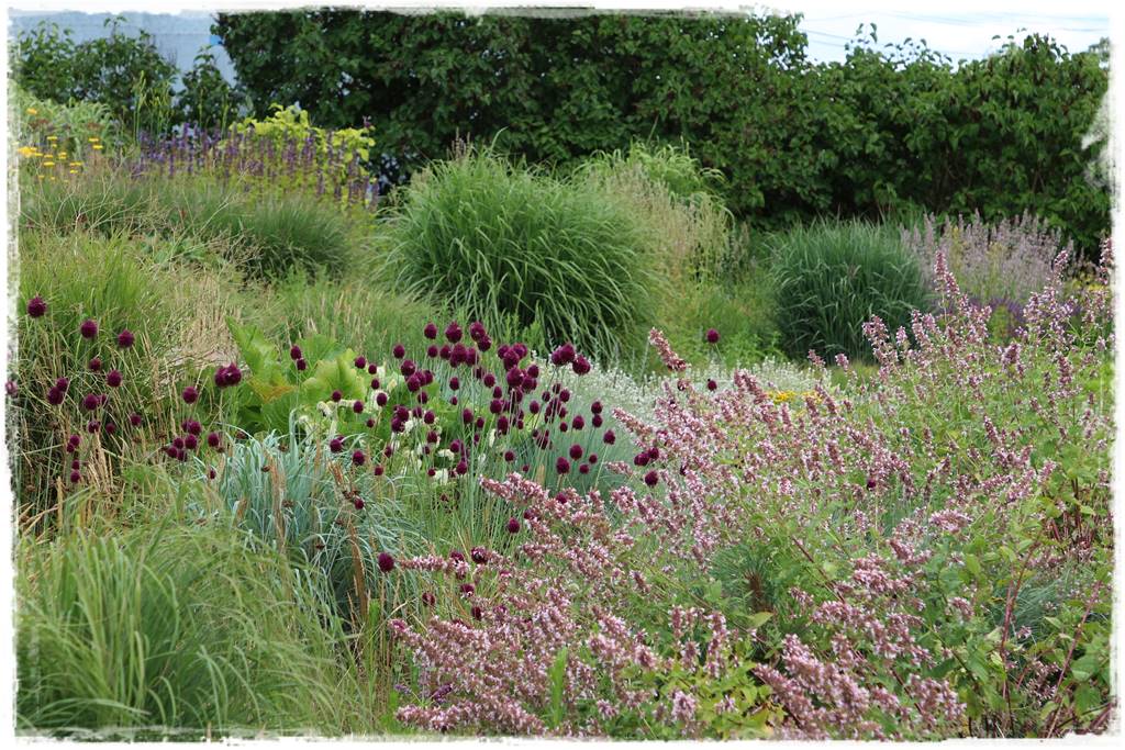 Czosnek ozdobny na rabacie 73 Czosnek ozdobny na rabacie 73