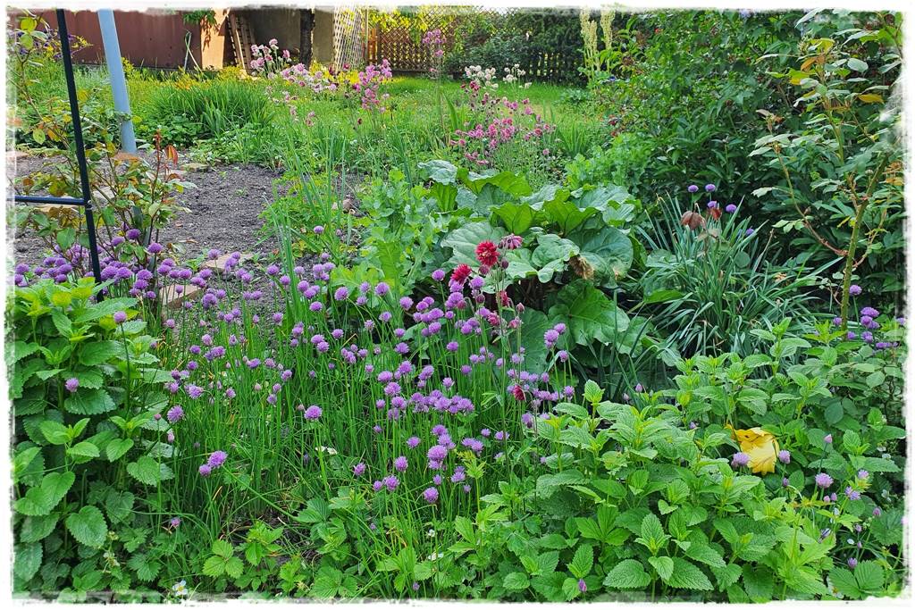 Czosnek ozdobny na rabacie 8