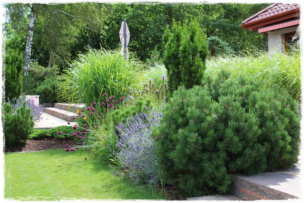 Czosnek ozdobny na rabacie 80 Czosnek ozdobny na rabacie 80