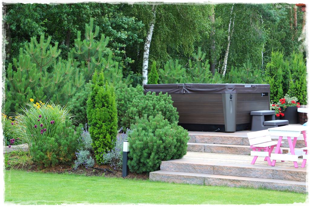 Czosnek ozdobny na rabacie 81 Czosnek ozdobny na rabacie 81