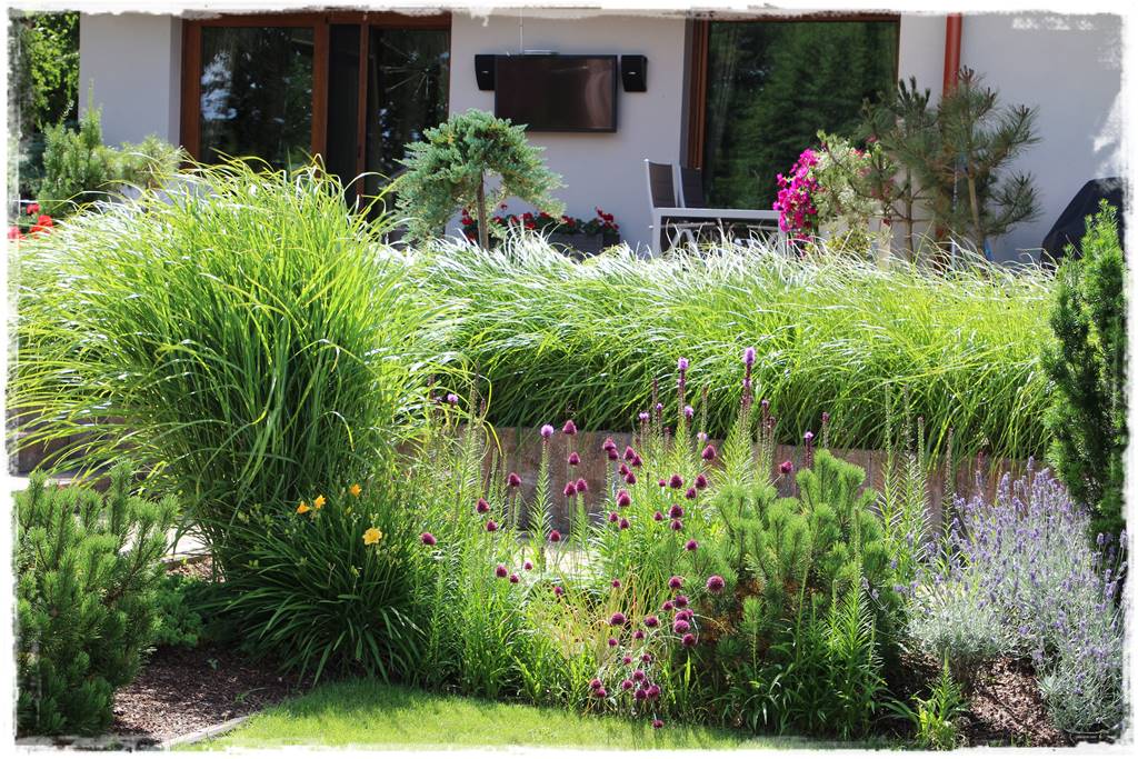 Czosnek ozdobny na rabacie 82 Czosnek ozdobny na rabacie 82