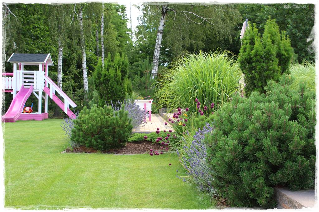 Czosnek ozdobny na rabacie 83 Czosnek ozdobny na rabacie 83