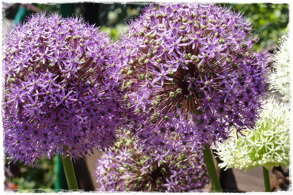 Czosnek ozdobny na rabacie 9