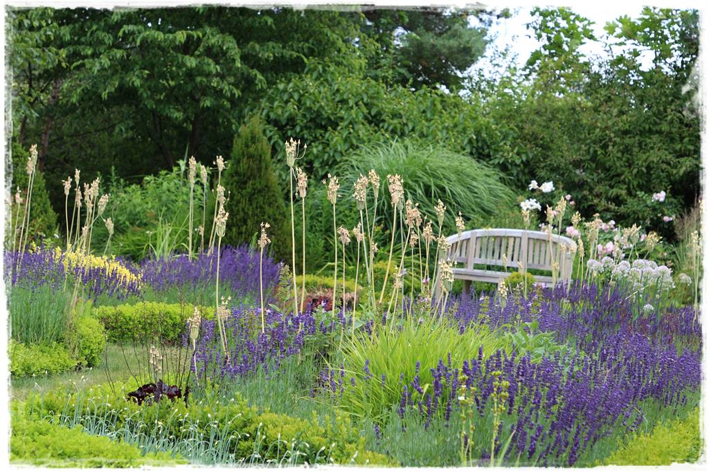 Czosnek ozdobny na rabacie 90 Czosnek ozdobny na rabacie 90