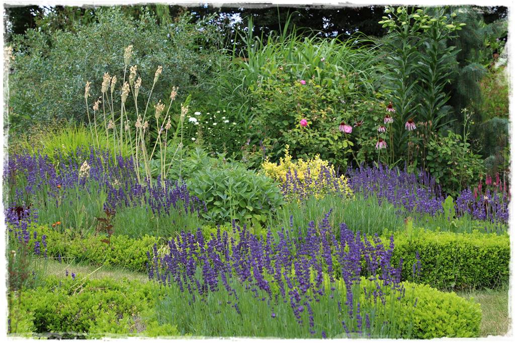 Czosnek ozdobny na rabacie 91 Czosnek ozdobny na rabacie 91