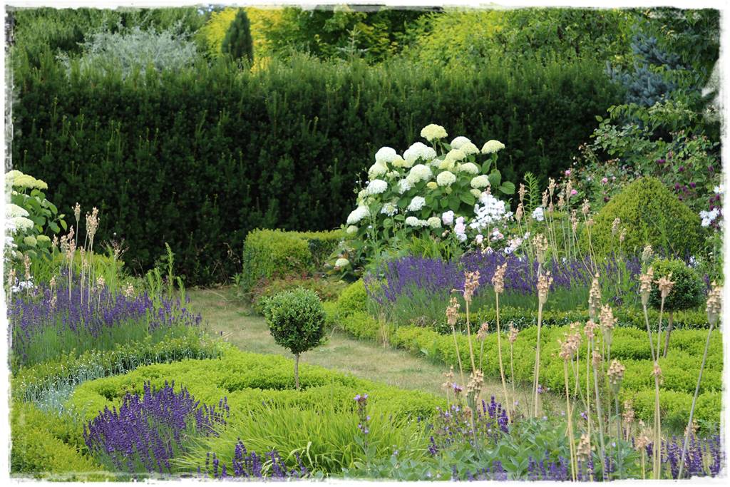 Czosnek ozdobny na rabacie 92 Czosnek ozdobny na rabacie 92