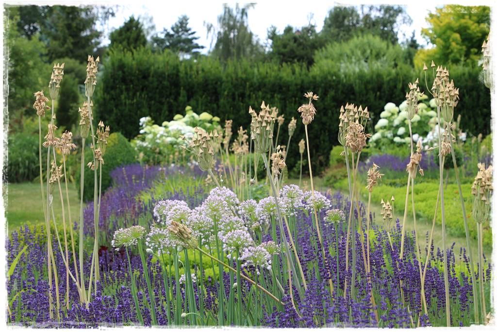 Czosnek ozdobny na rabacie 93 Czosnek ozdobny na rabacie 93