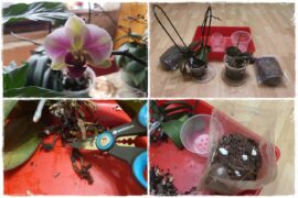 Jak przesadzić storczyka 0