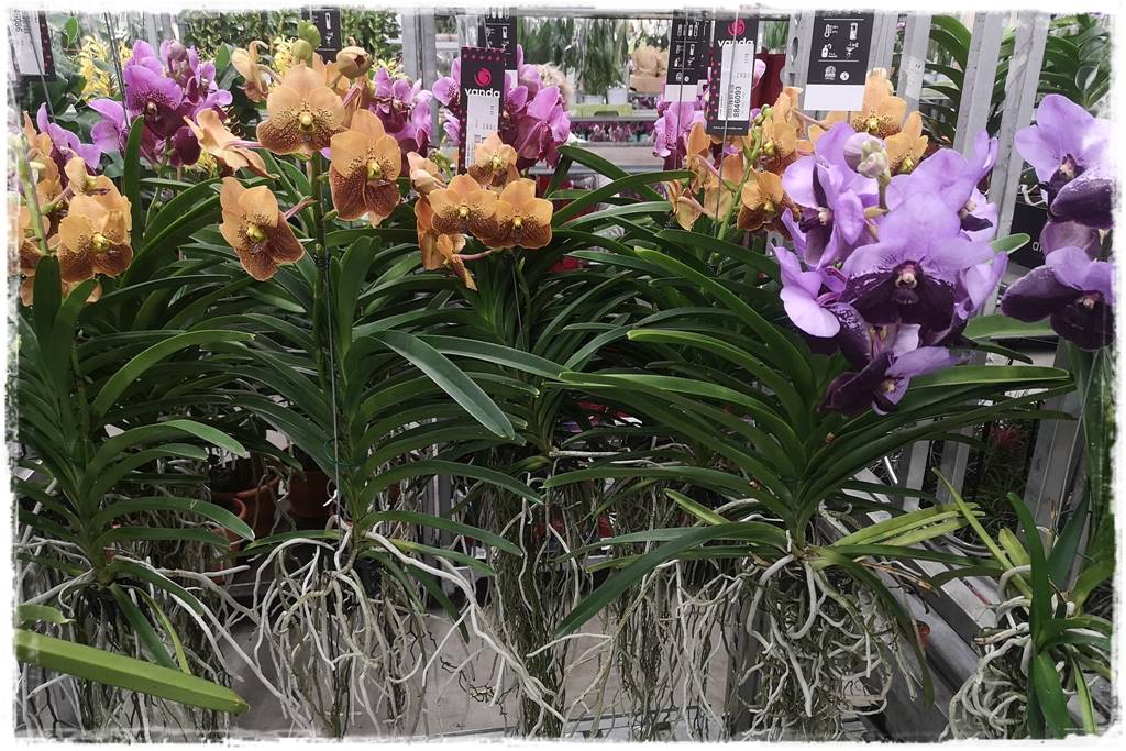 Jak przesadzić storczyka 1