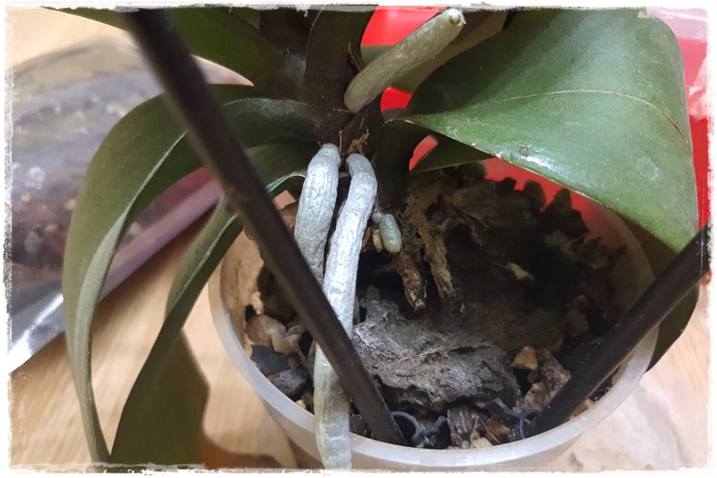 Jak przesadzić storczyka 10