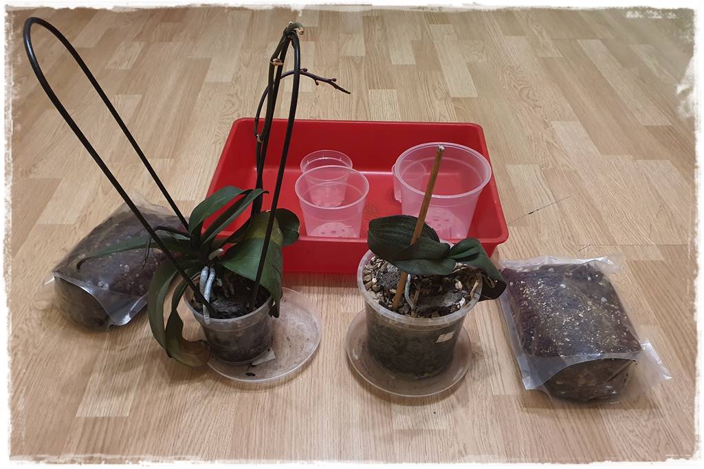 Jak przesadzić storczyka 11