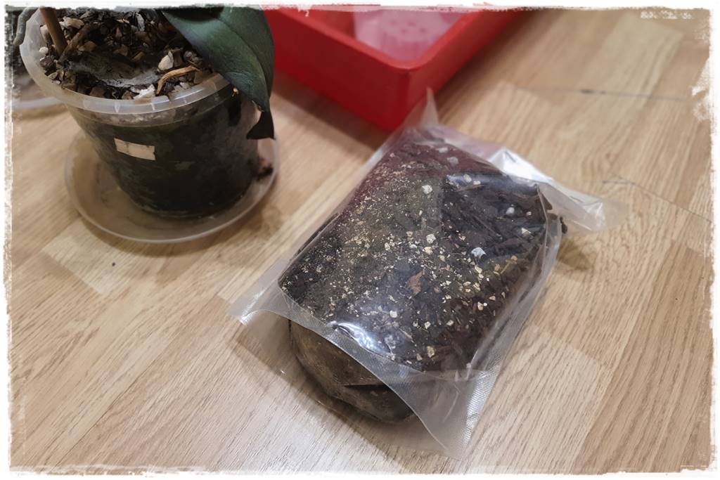 Jak przesadzić storczyka 11a