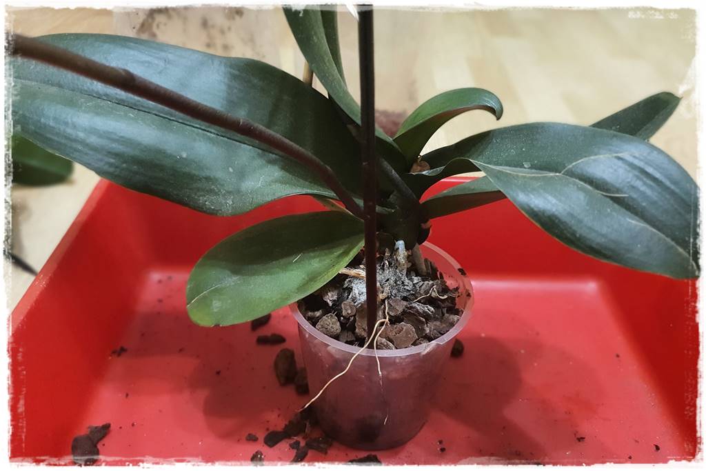 Jak przesadzić storczyka 12