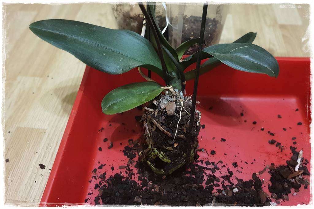 Jak przesadzić storczyka 12a