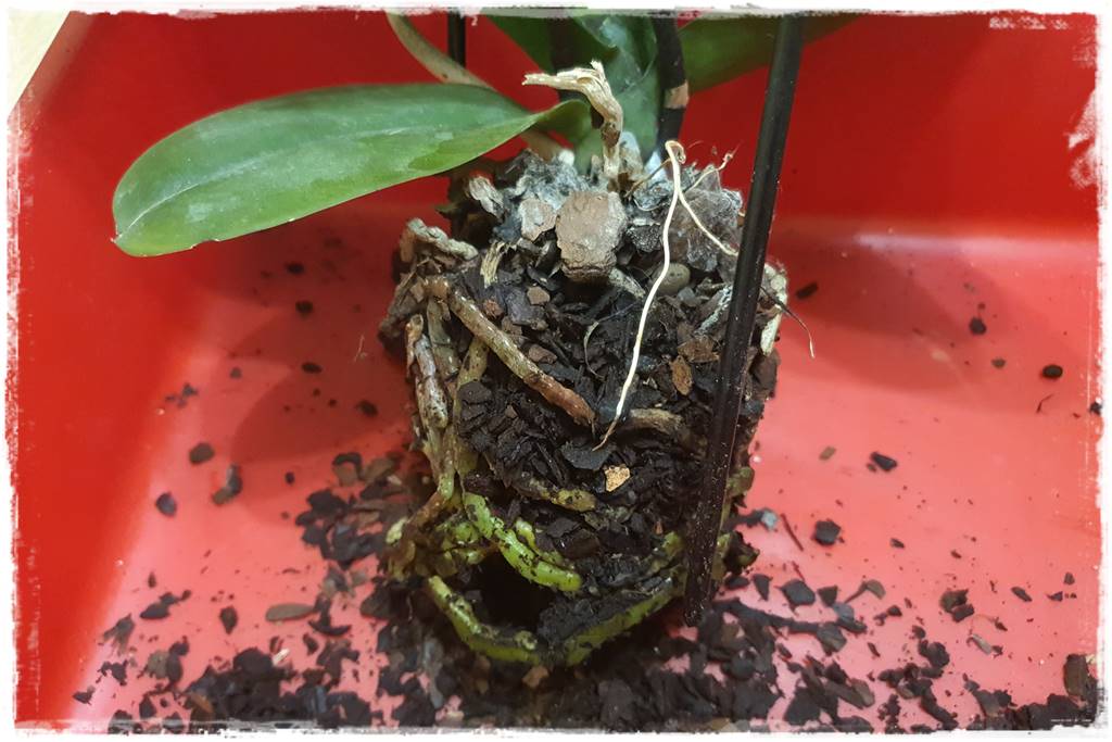 Jak przesadzić storczyka 12b