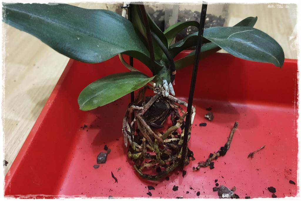 Jak przesadzić storczyka 13