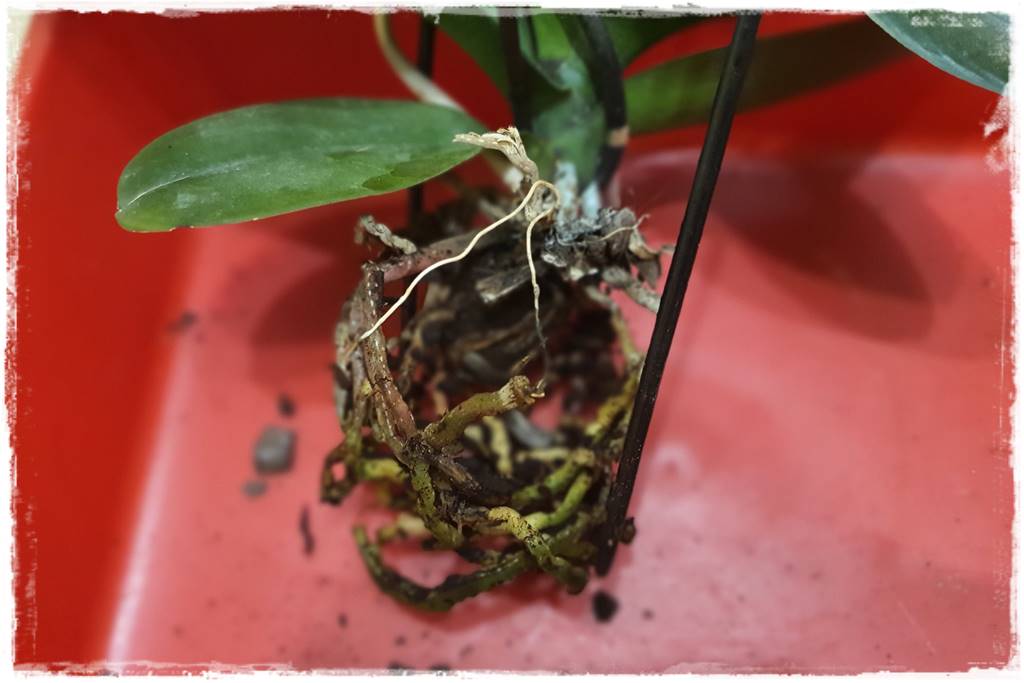 Jak przesadzić storczyka 13a