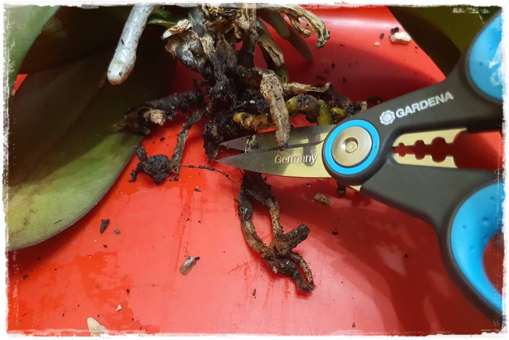 Jak przesadzić storczyka 15