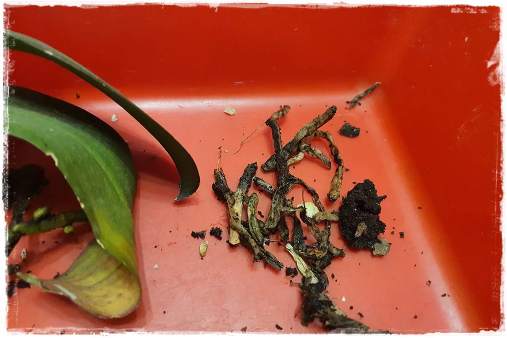 Jak przesadzić storczyka 15a