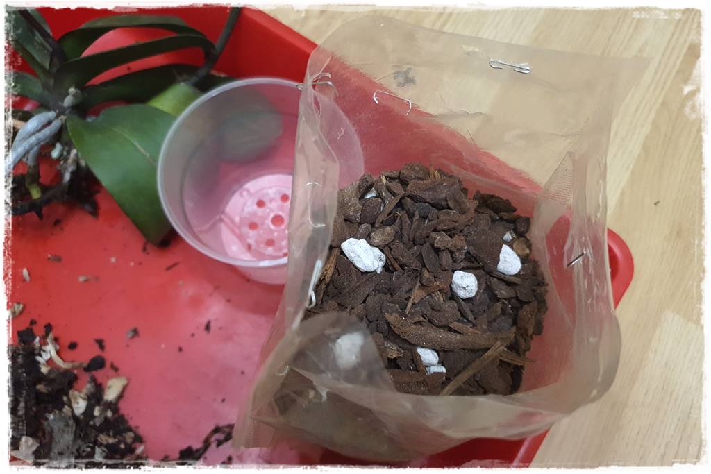 Jak przesadzić storczyka 16