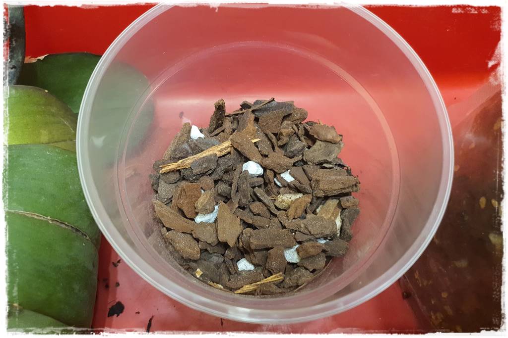 Jak przesadzić storczyka 16a