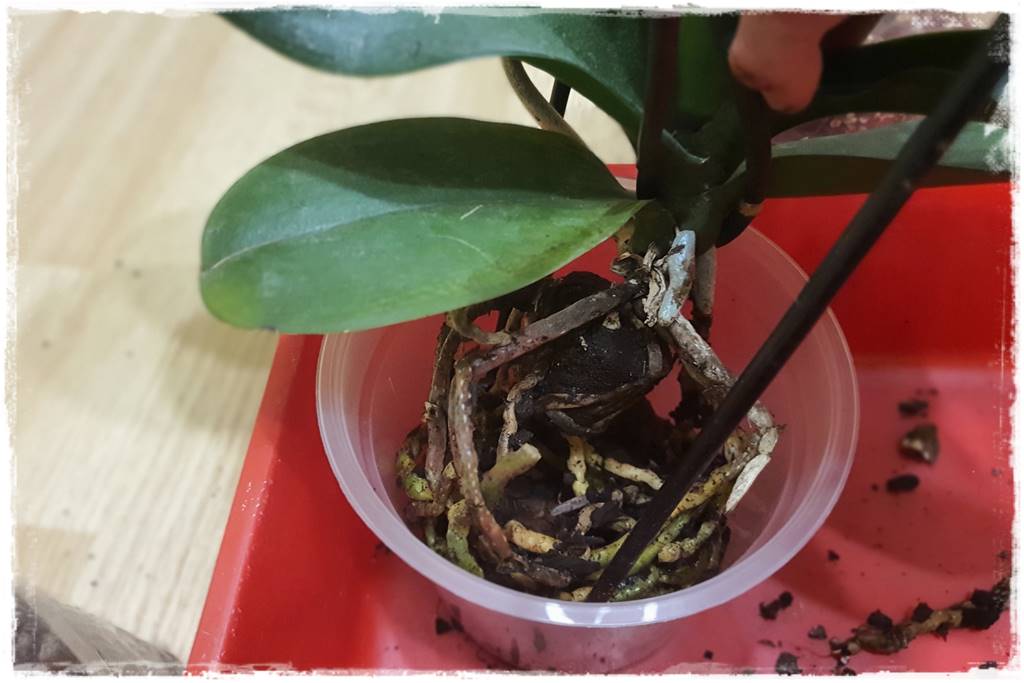 Jak przesadzić storczyka 16b