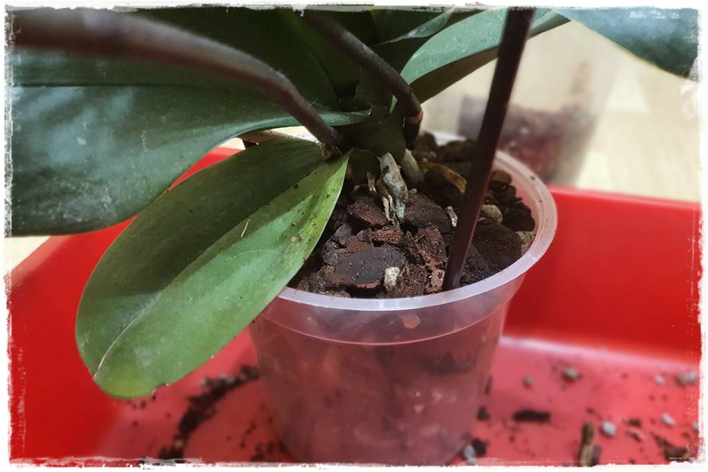 Jak przesadzić storczyka 17