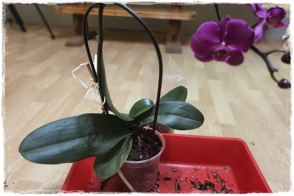 Jak przesadzić storczyka 18
