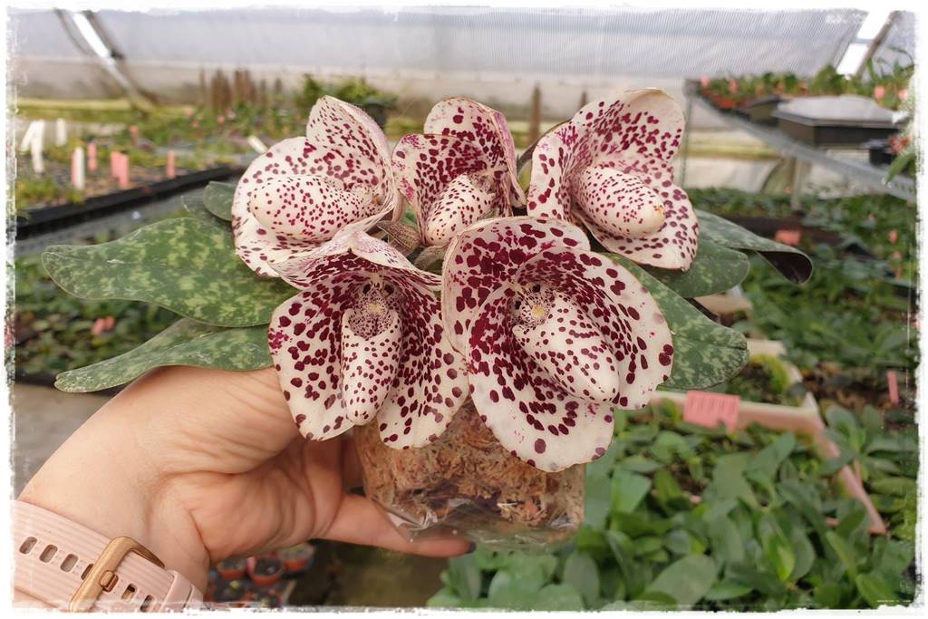 Jak przesadzić storczyka 1a