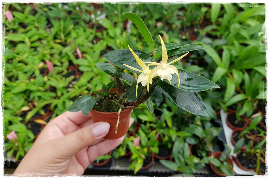 Jak przesadzić storczyka 1b