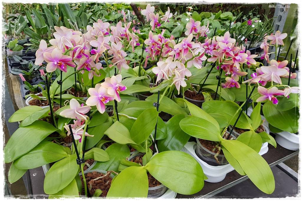 Jak przesadzić storczyka 1c