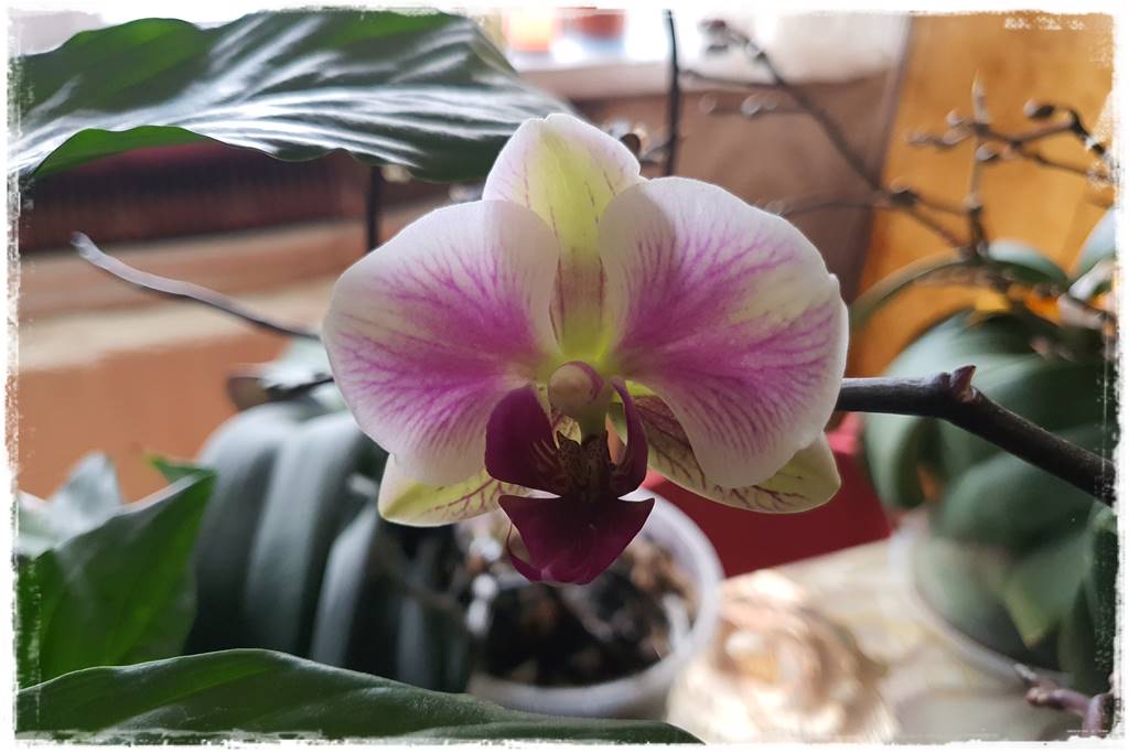 Jak przesadzić storczyka 2