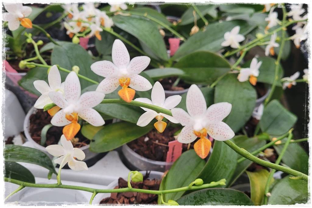 Jak przesadzić storczyka 2a