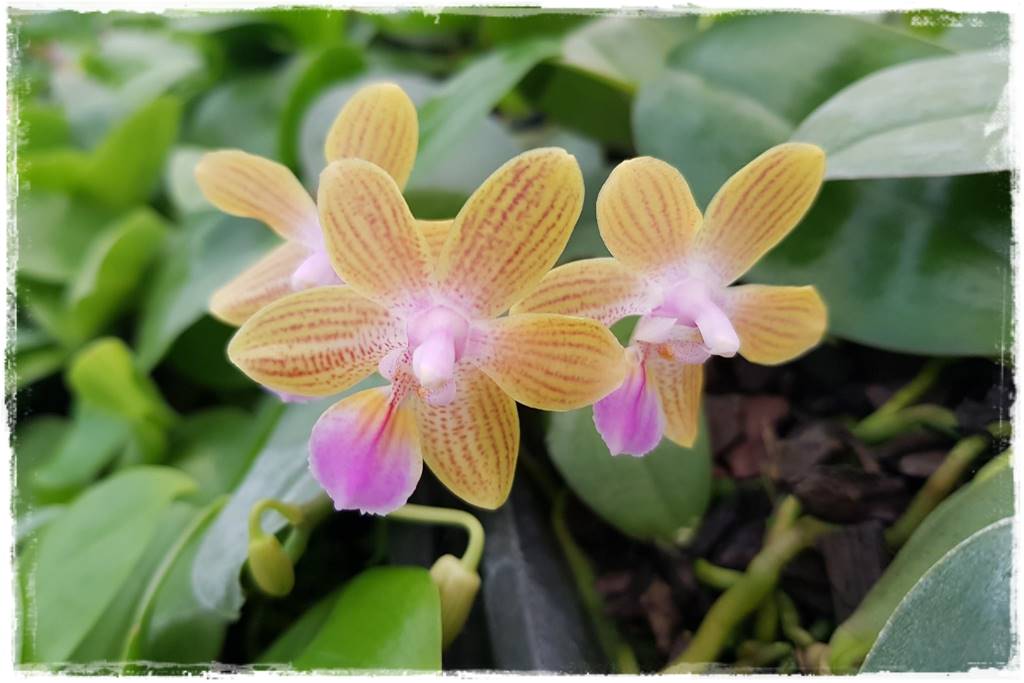 Jak przesadzić storczyka 2b