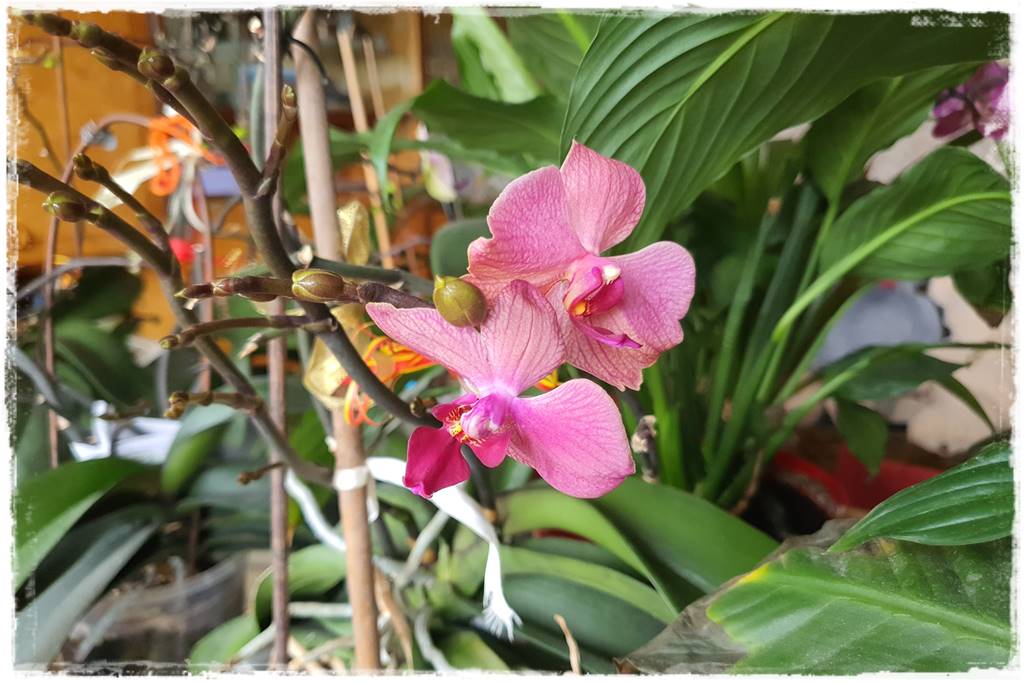 Jak przesadzić storczyka 2c