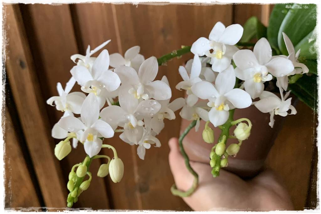 Jak przesadzić storczyka 2d