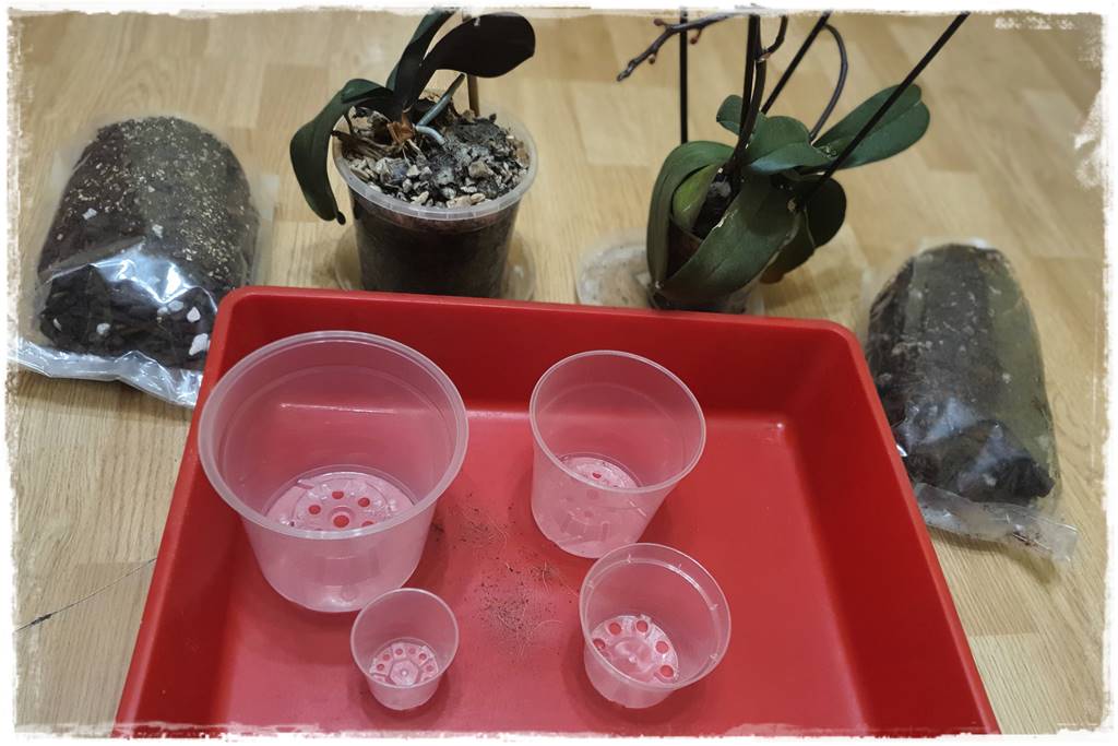 Jak przesadzić storczyka 3