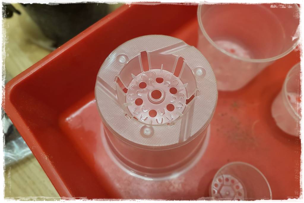 Jak przesadzić storczyka 3a